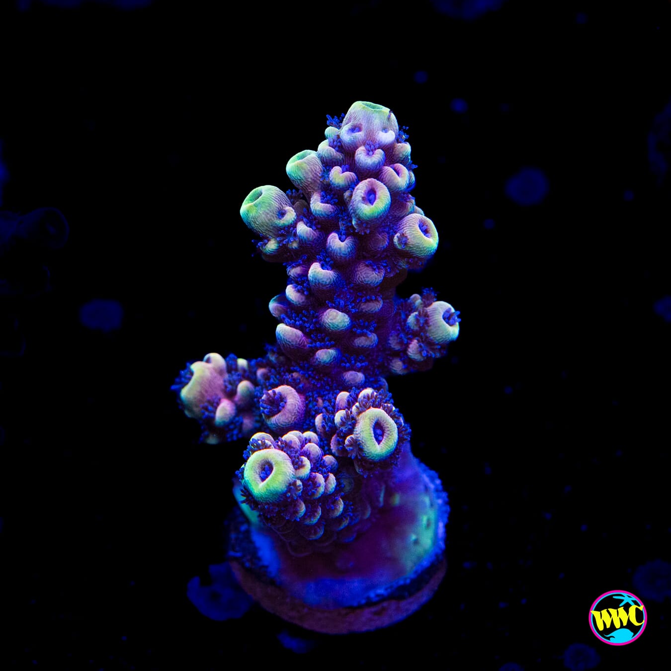 WWC Pink Dragonyte Acropora - Actinic Photo