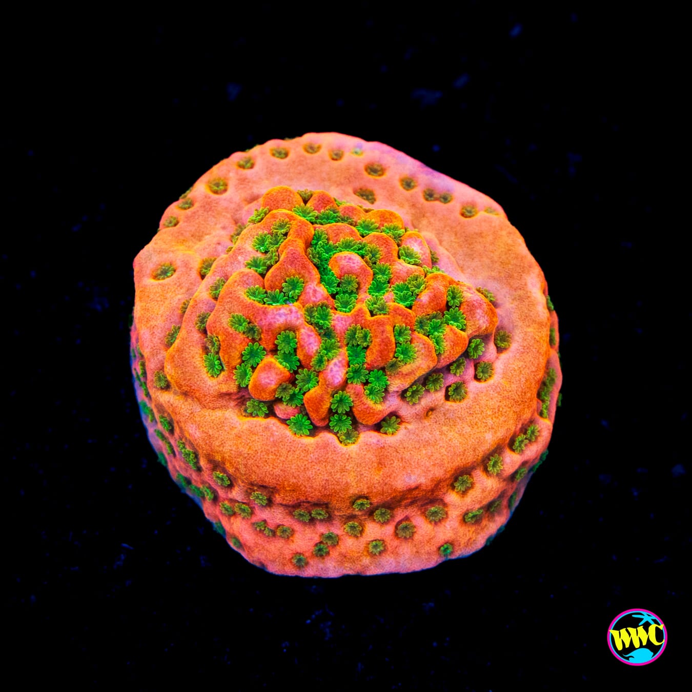 Sunset Imposter Montipora - Actinic Photo