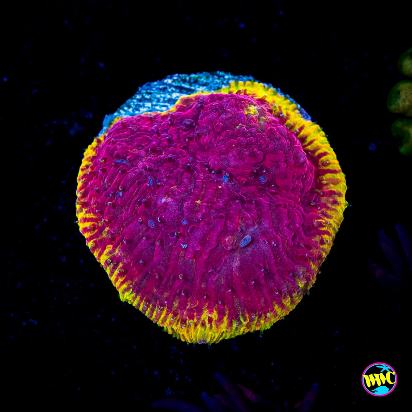 WWC Immolation Lithophyllon - Actinic Photo