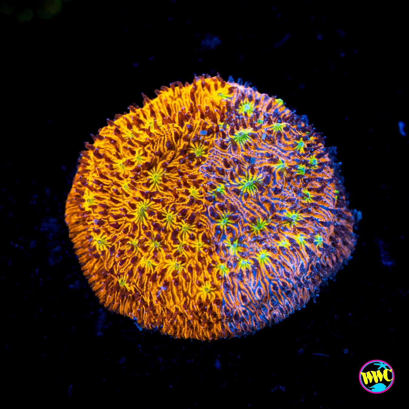 WWC Grafted C3PO Lithophyllon - Actinic Photo