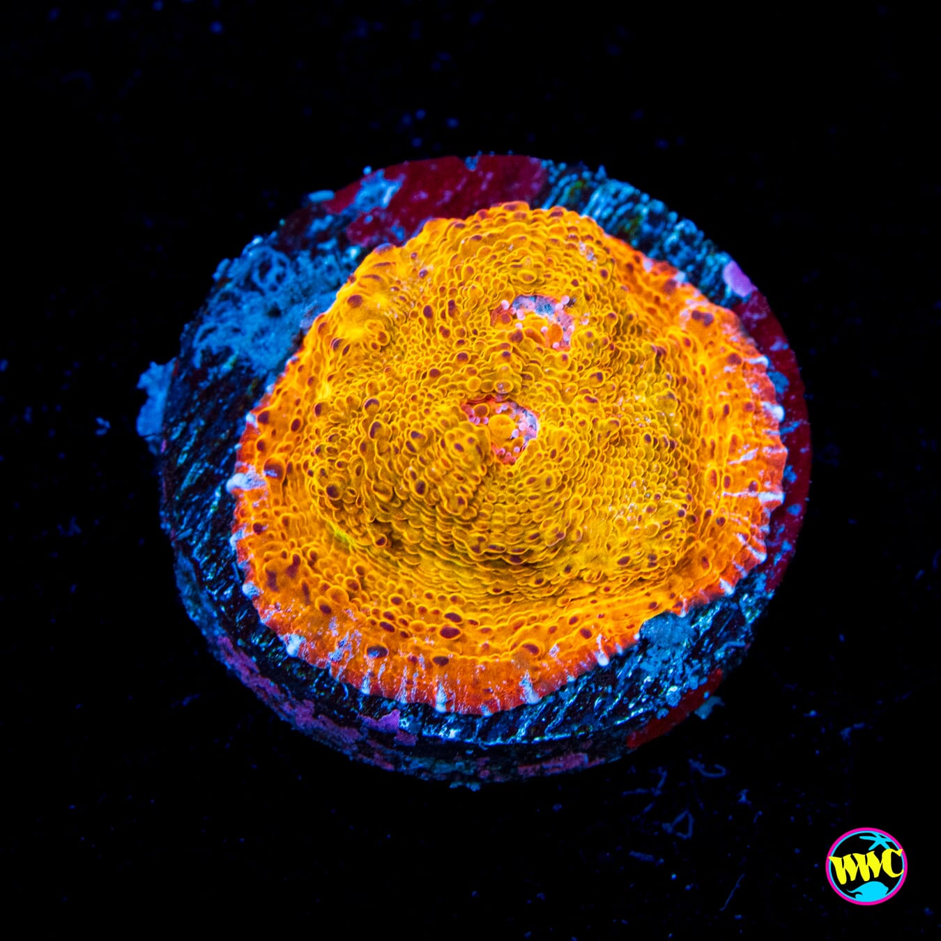 WWC Fanta Chalice - Actinic Photo