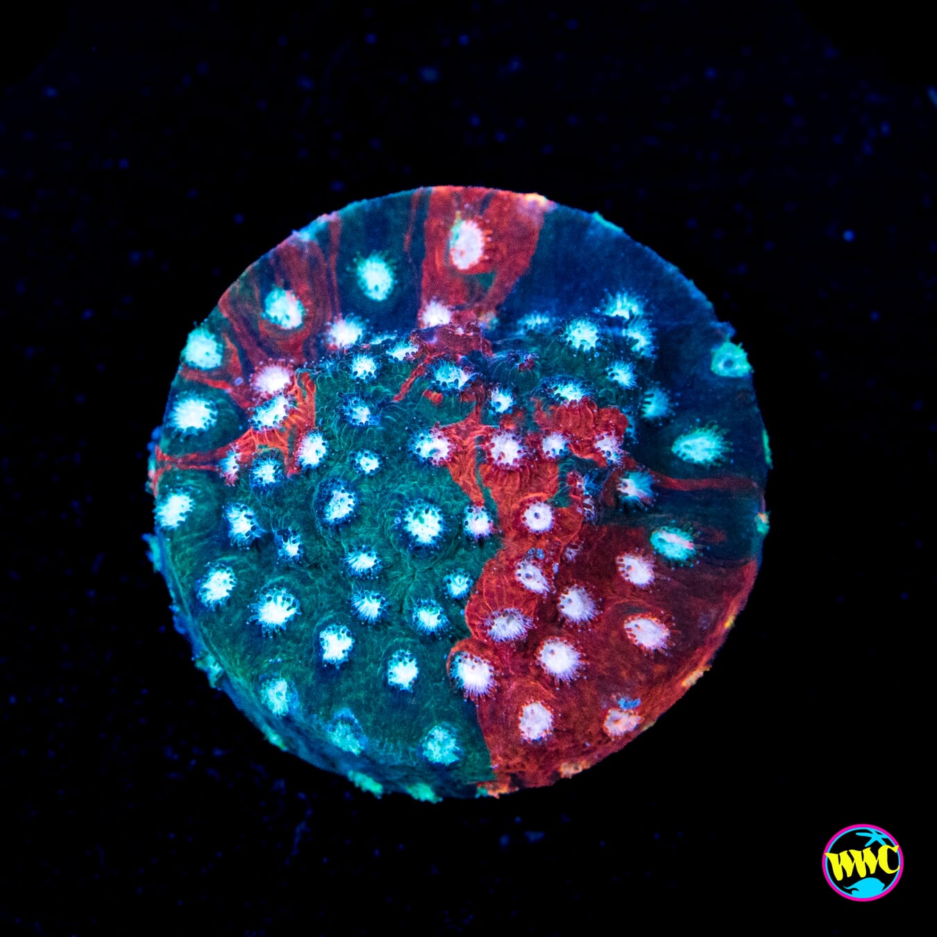 Jason Fox Fender Bender Cyphastrea - Actinic Photo