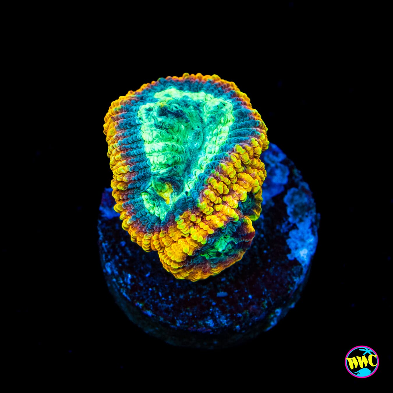 Favia of the Gods - Actinic Photo