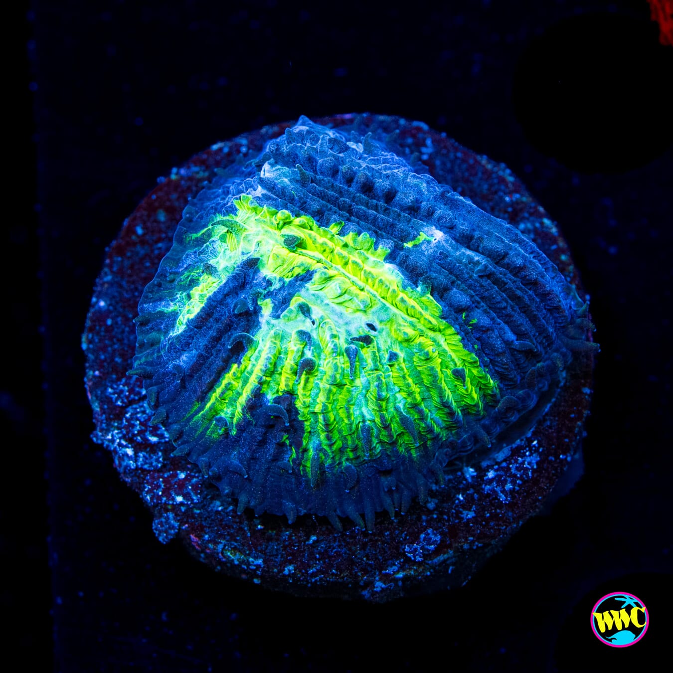 WWC Treefrog Tongue Coral - Actinic Photo