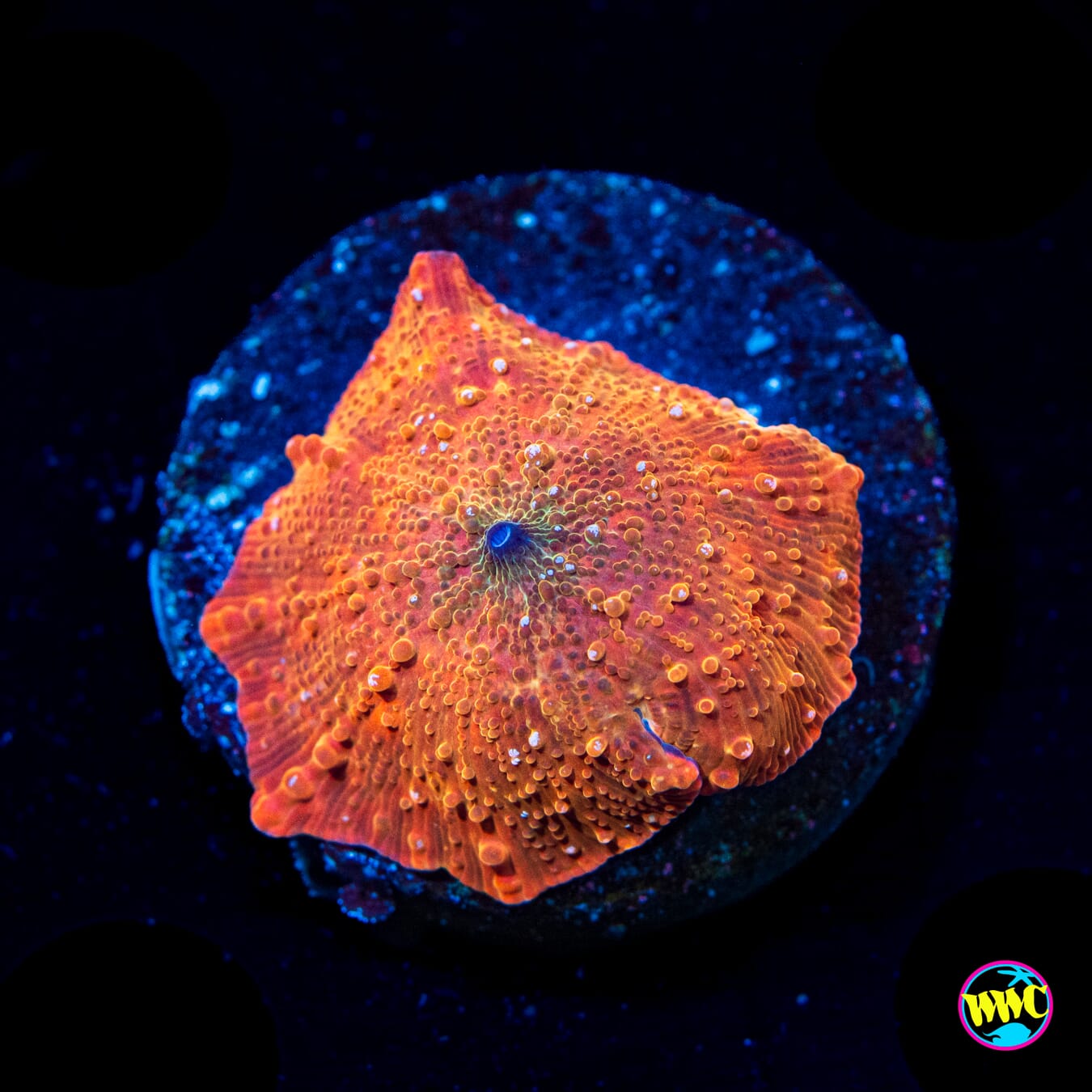 Trojan Horse Disco Mushroom - Actinic Photo