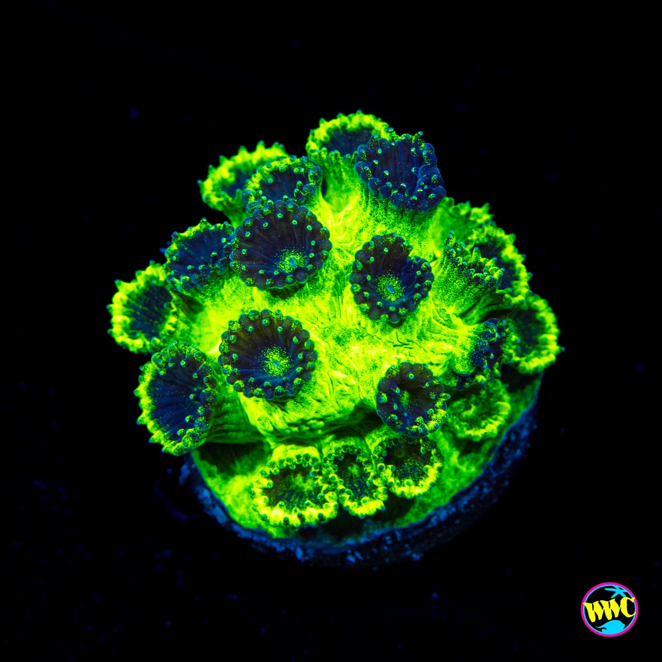 WWC Mint Chip Plesiastrea - Actinic Photo