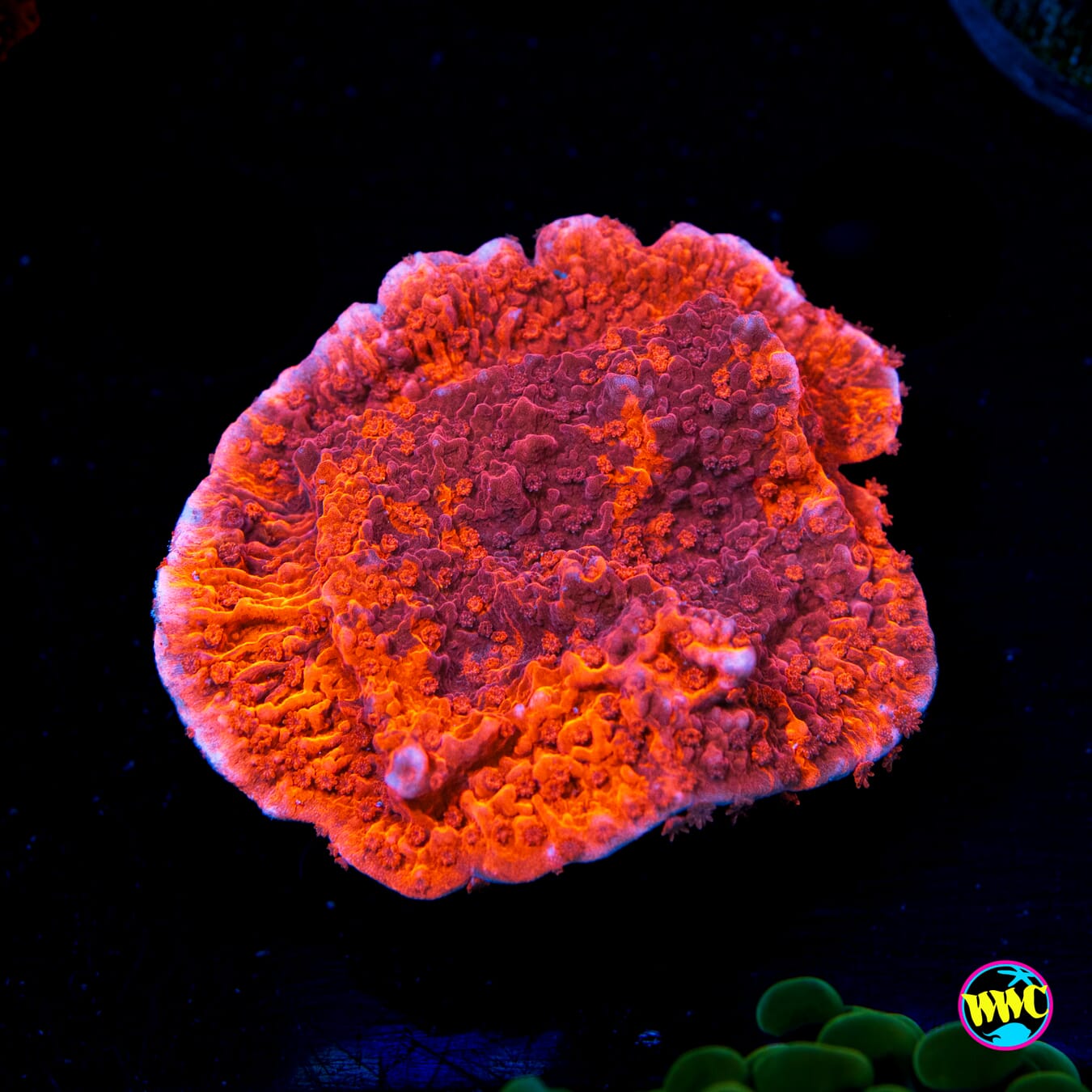 WWC Firewalker Grafted Montipora - Actinic Photo