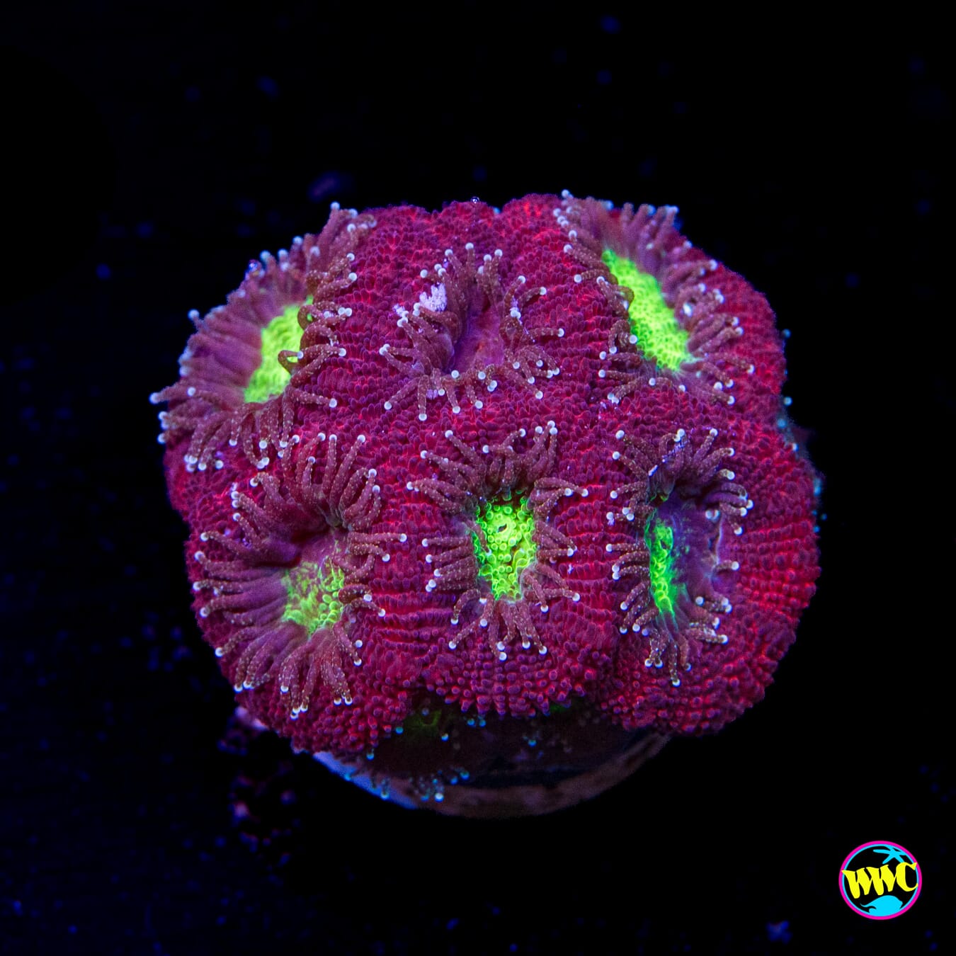 WWC Holiday Micromussa - Actinic Photo