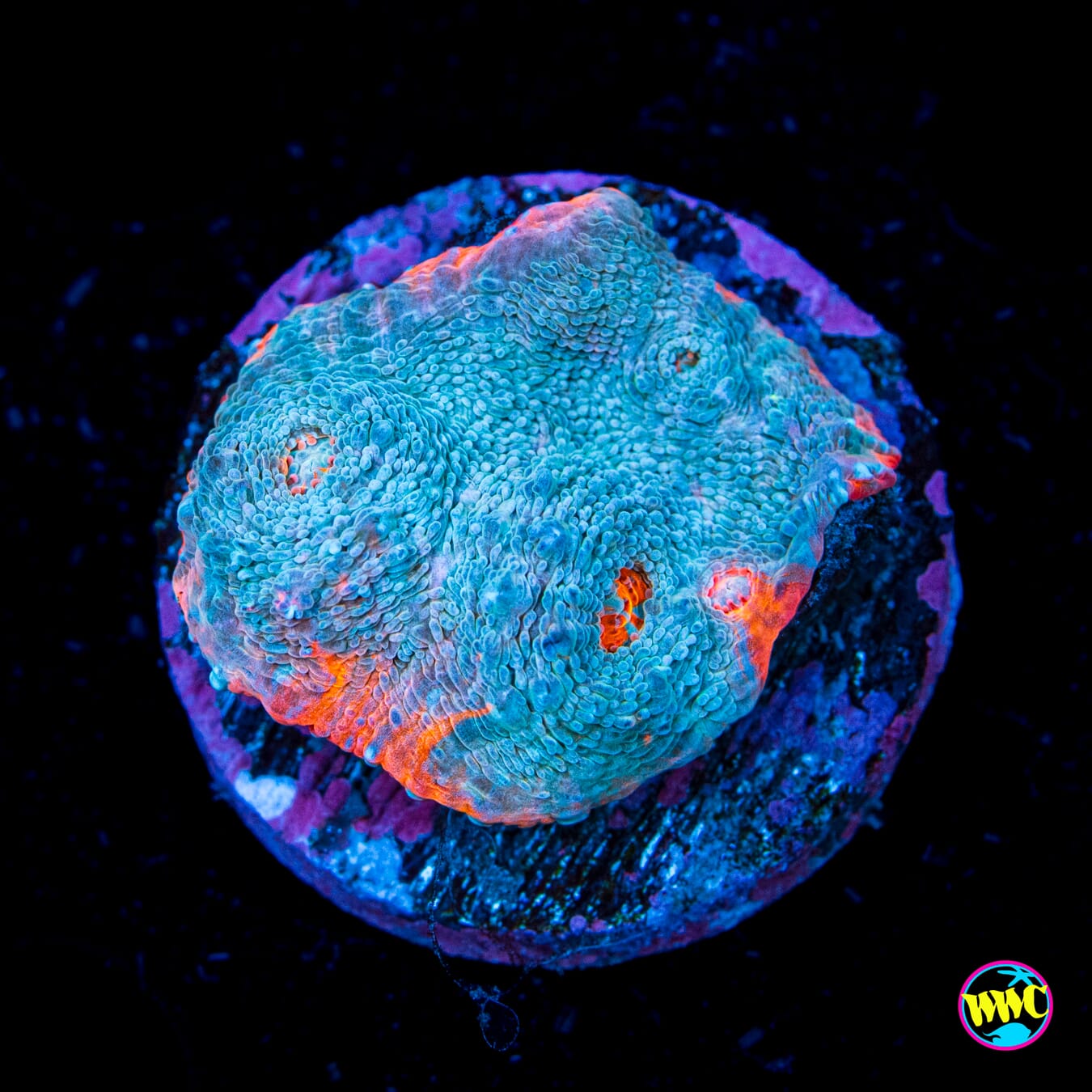 Nacho Cheese Chalice - Actinic Photo