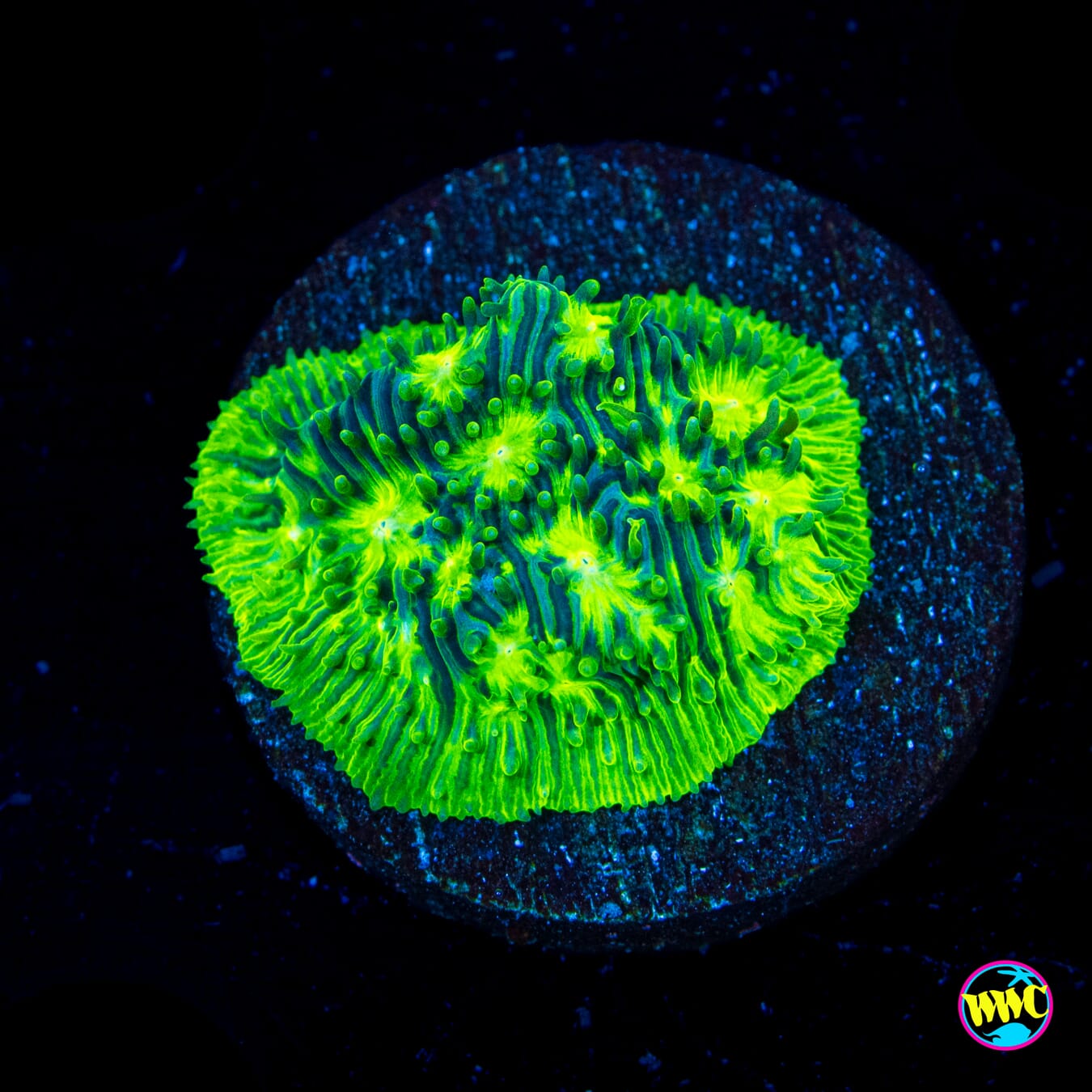 WWC Kiwi Lithophyllon - Actinic Photo