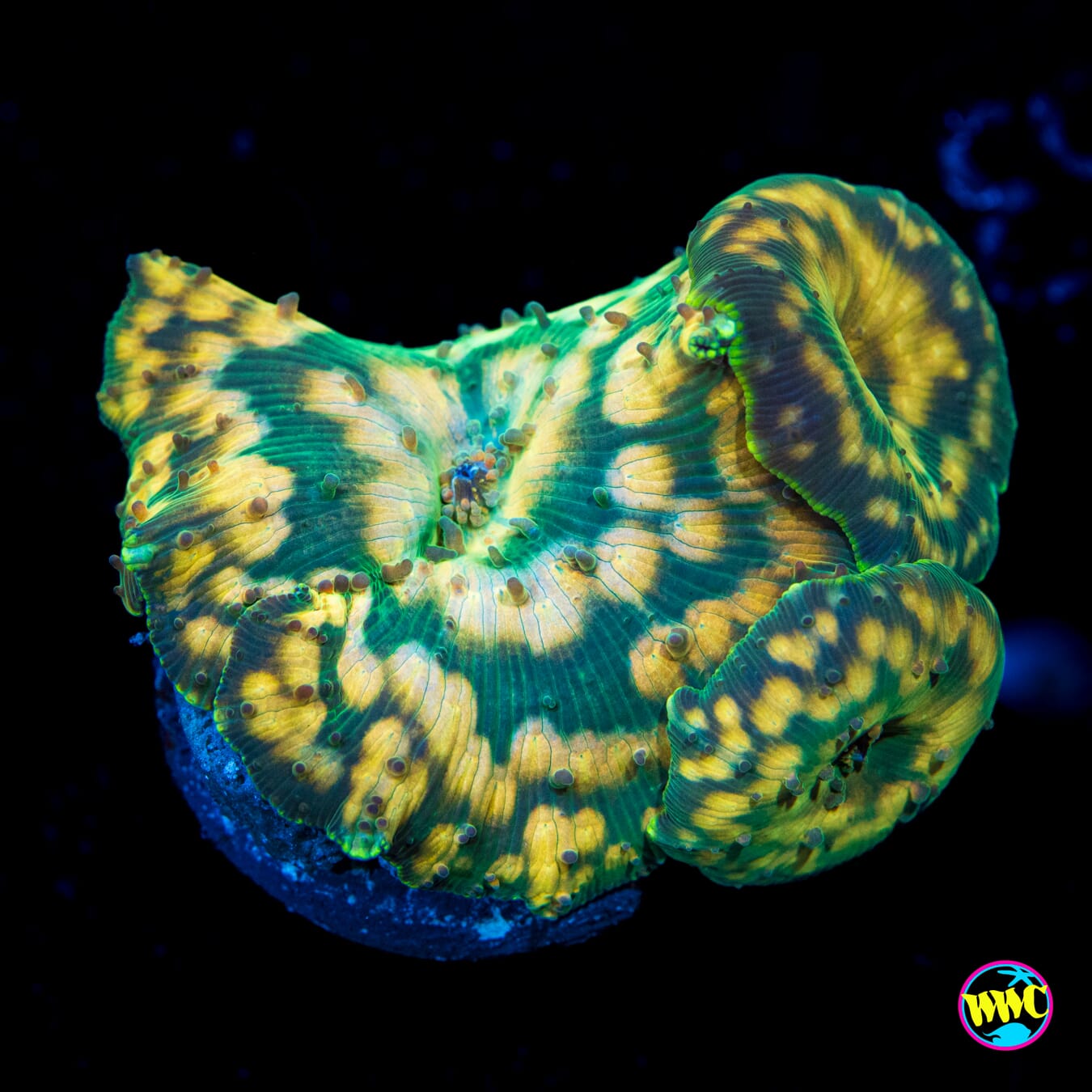 Spotted Iguana Disco Mushroom - Actinic Photo