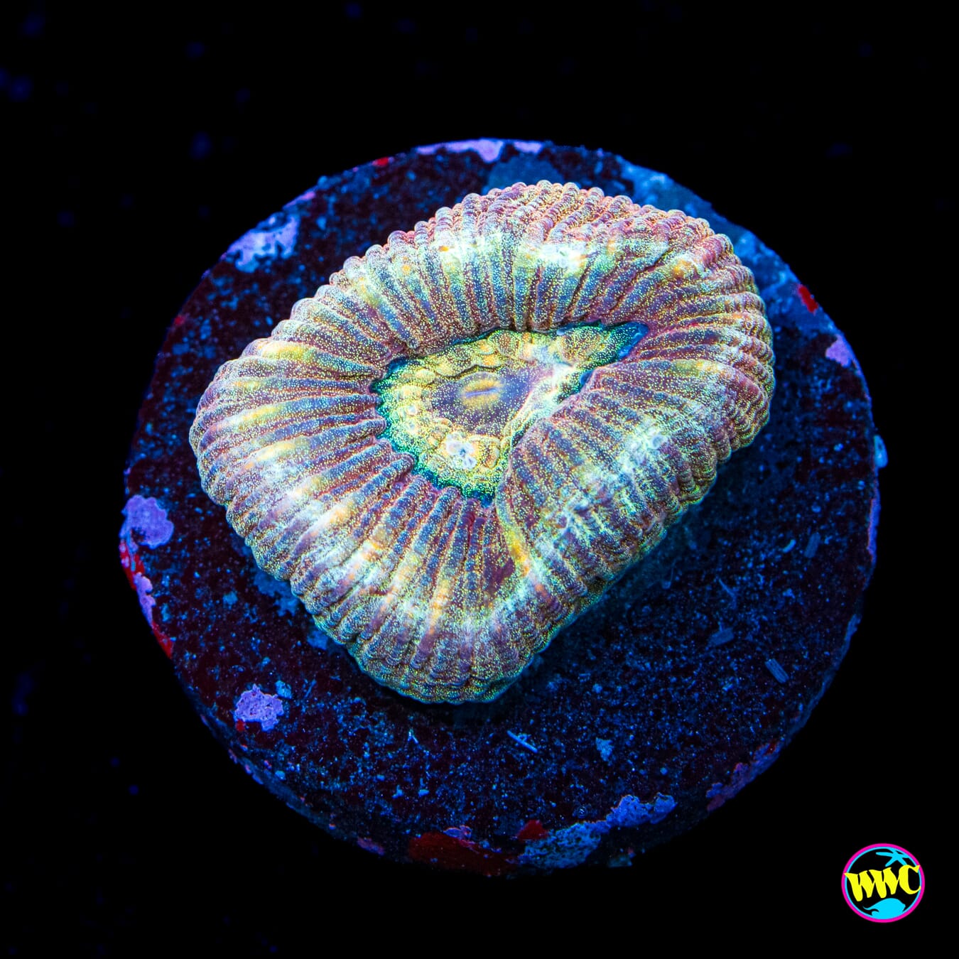 Gold Bullion Favia - Actinic Photo