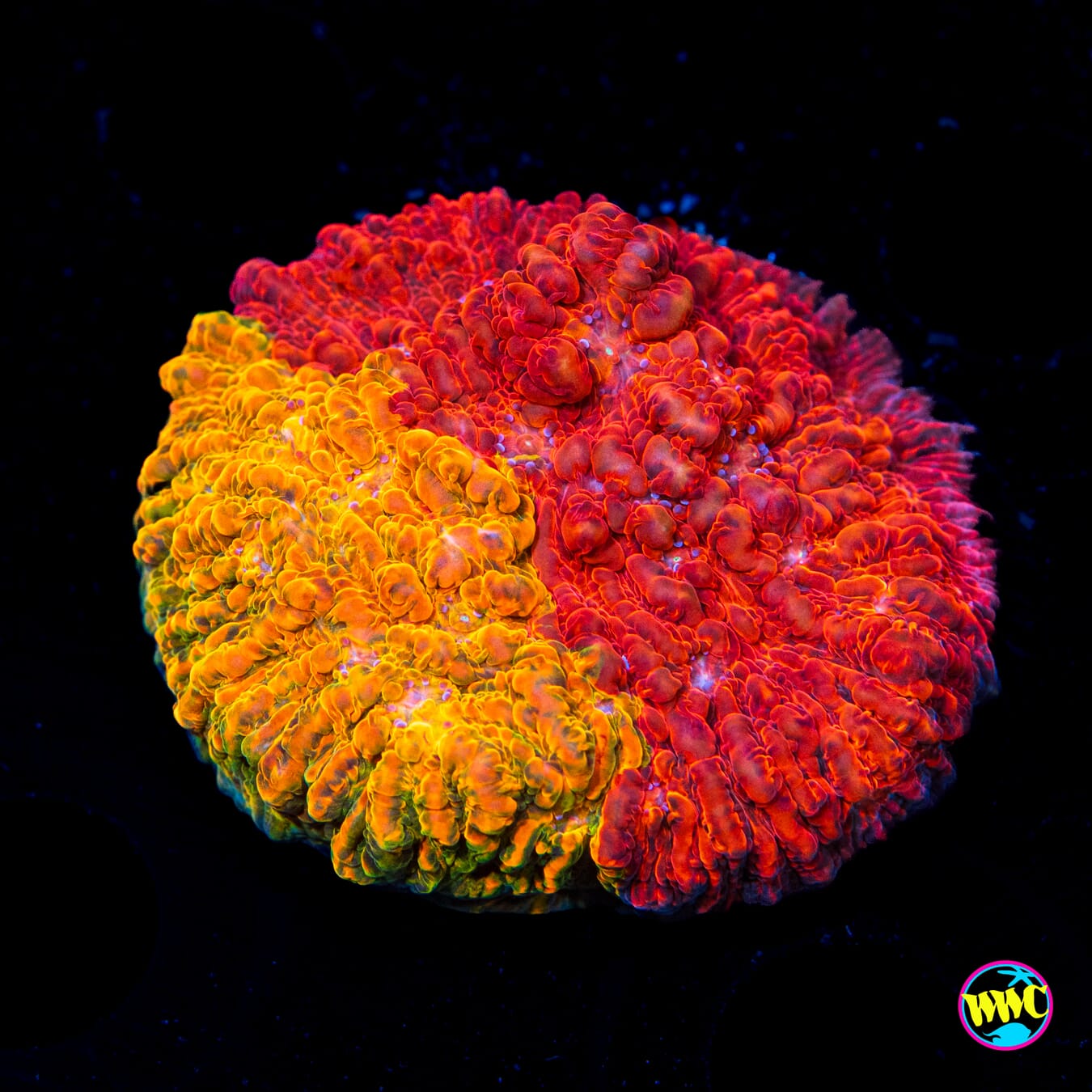 WWC Grafted Stellaria Chalice - Actinic Photo