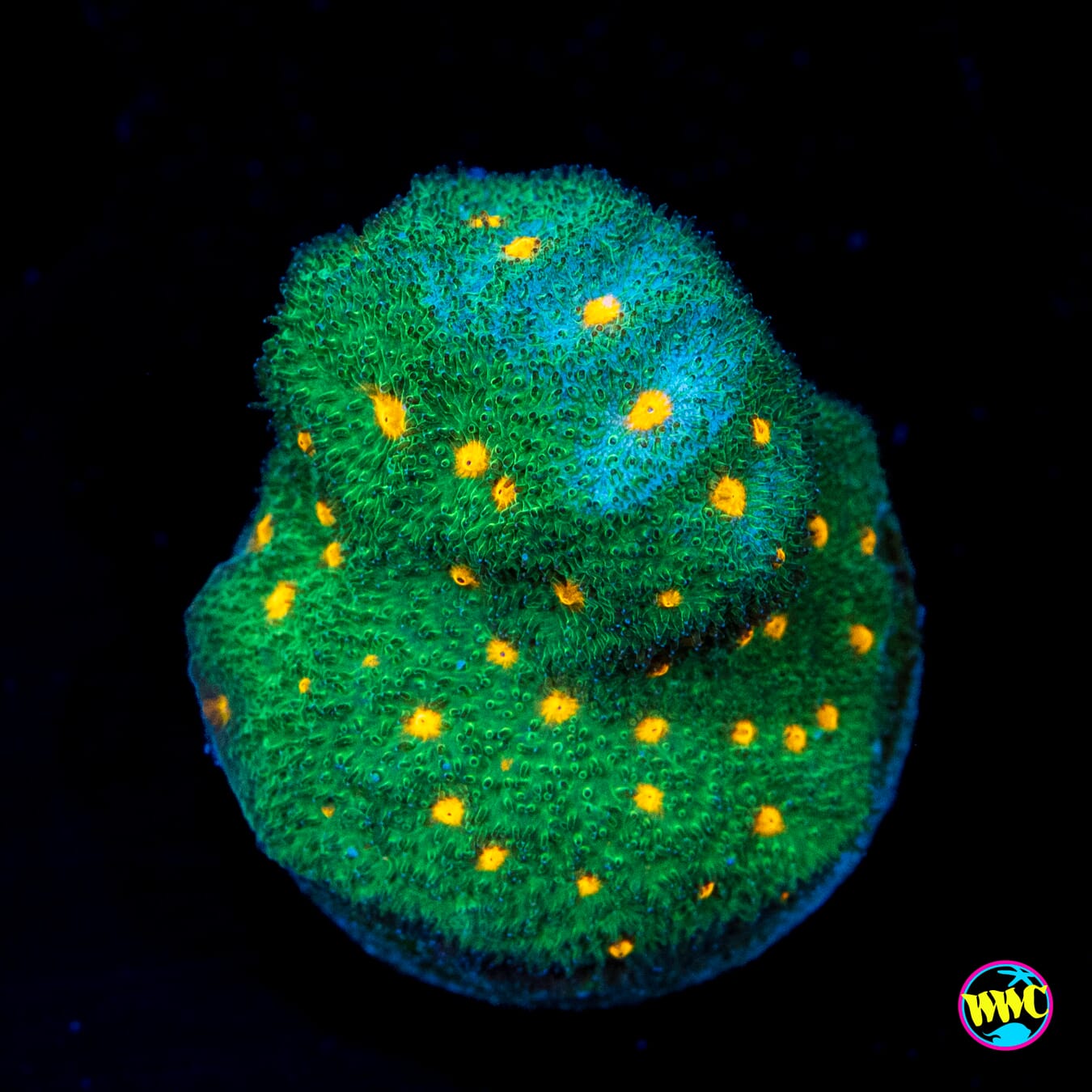 WWC Harvest Moon Psammocora - Actinic Photo