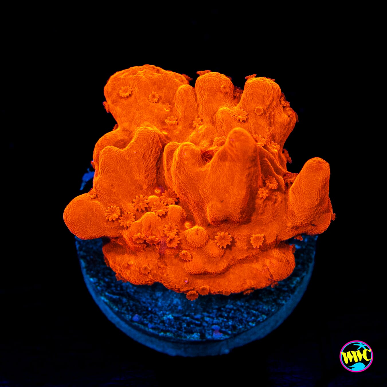 Tyree Orange Setosa Montipora - Actinic Photo