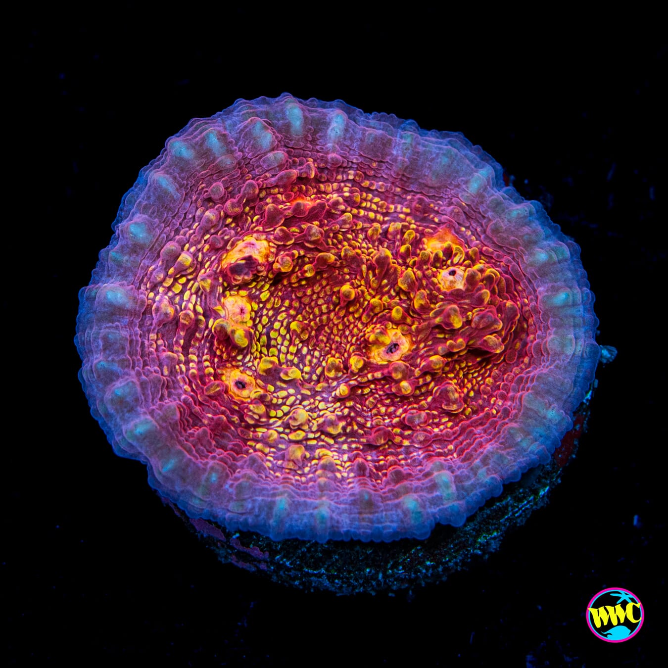 Jason Fox Goldmeister Chalice - Actinic Photo