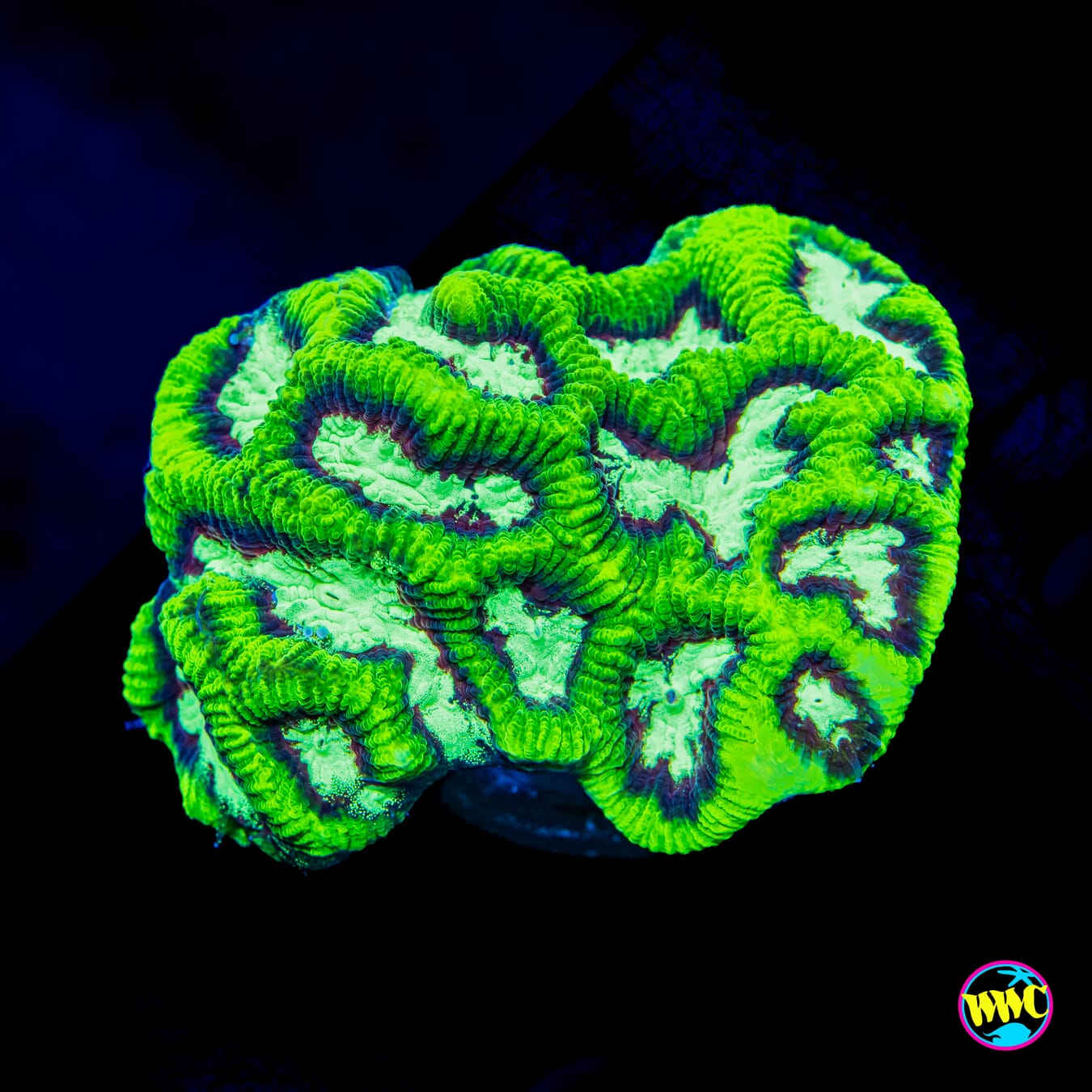 WWC Frank Zappa Platygyra - Actinic Photo