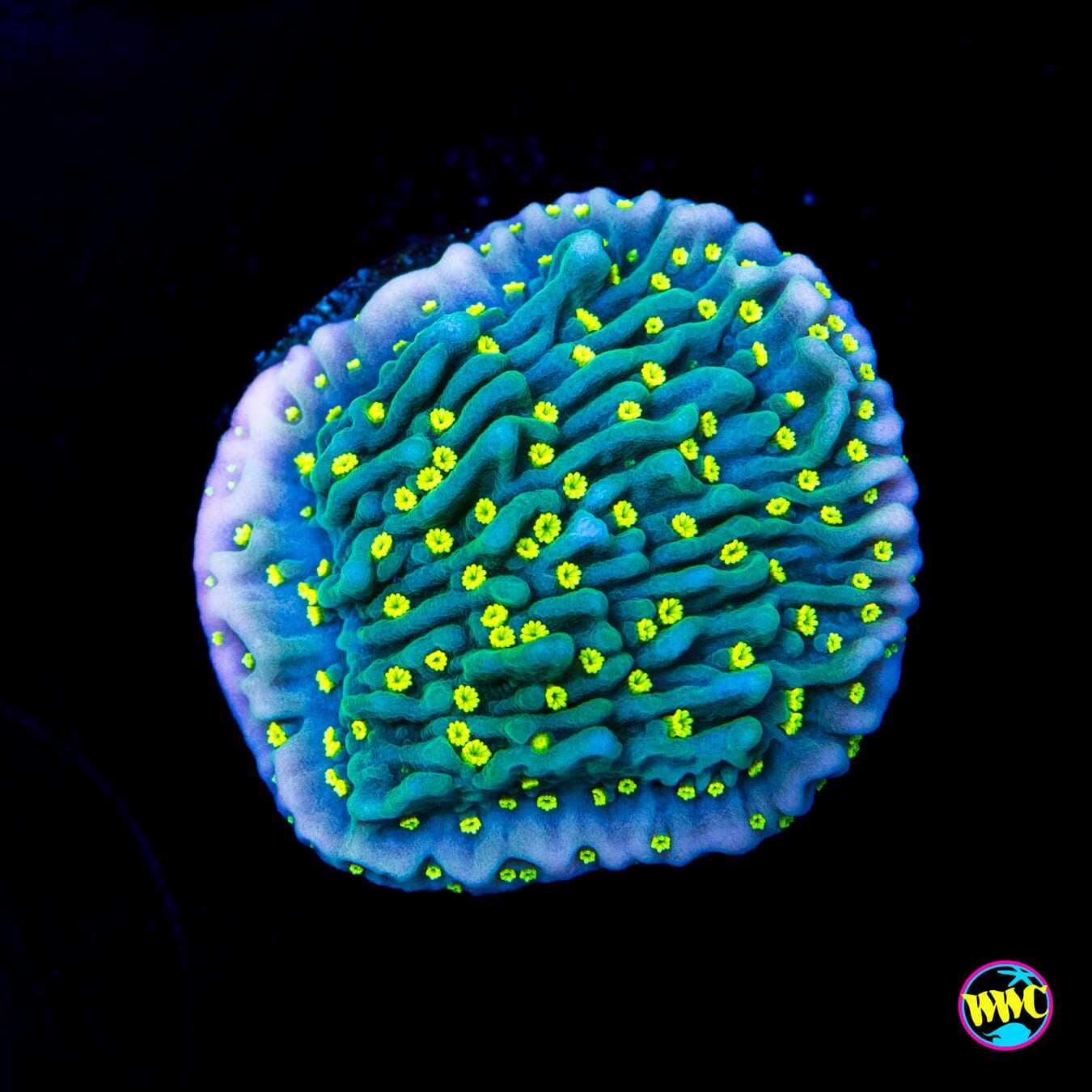 Jason Fox Frankies Hot Pink Rim Montipora - Actinic Photo