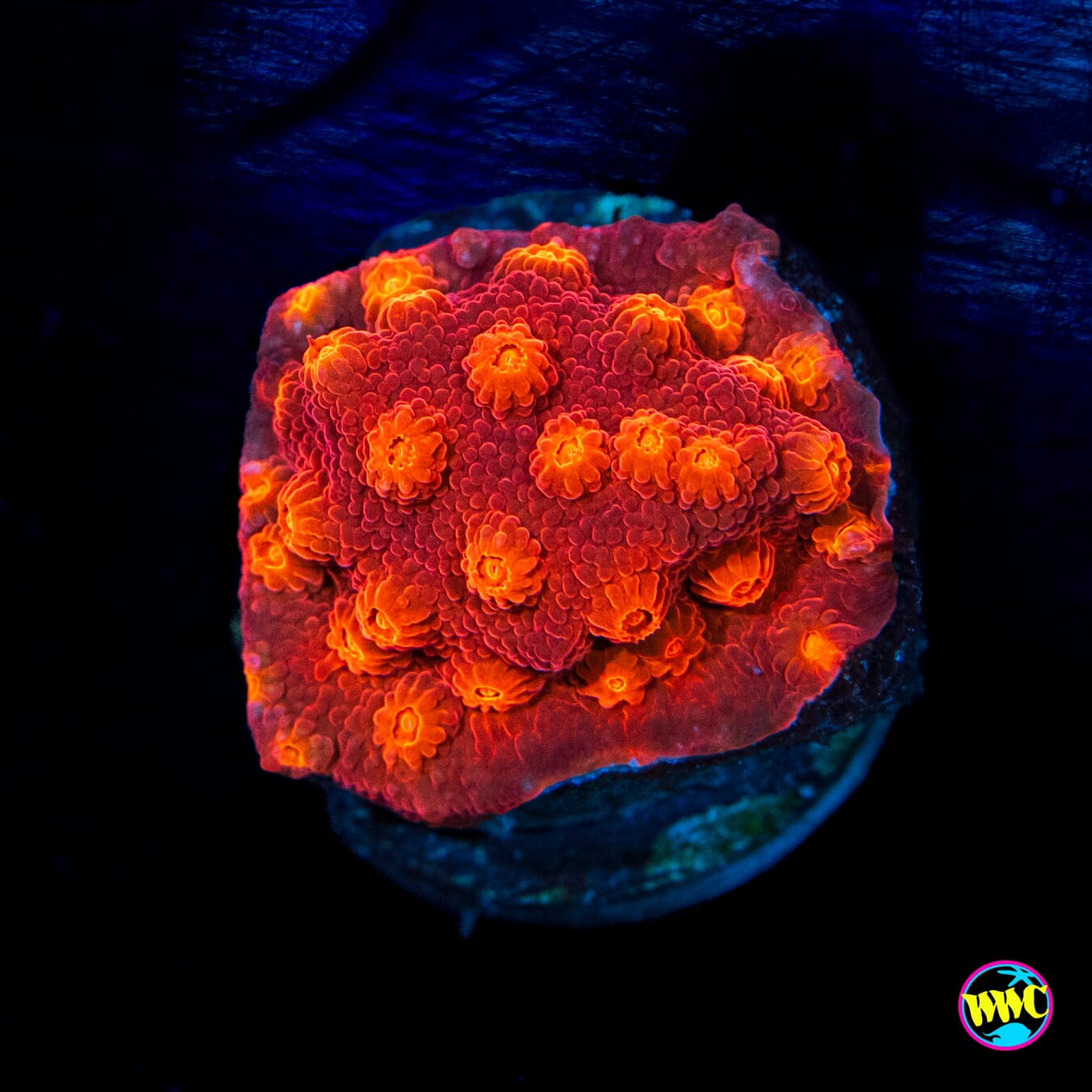 WWC Firestorm Cyphastrea - Actinic Photo