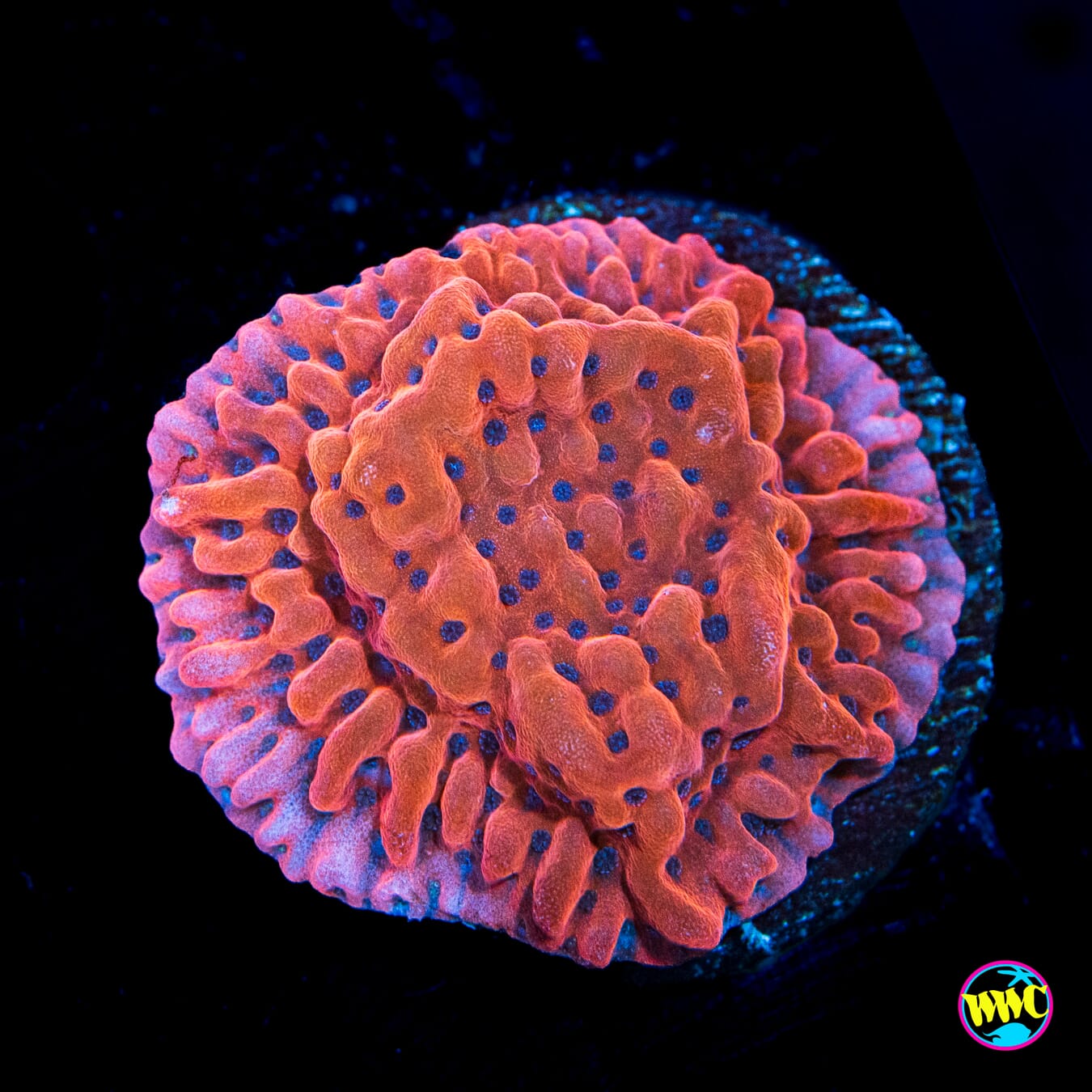 Jason Fox Slow Burner Montipora - Actinic Photo