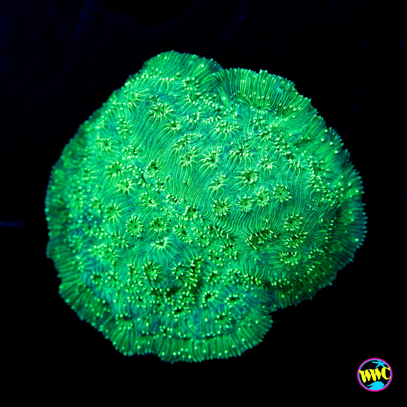 WWC Blazing Green Pavona - Actinic Photo