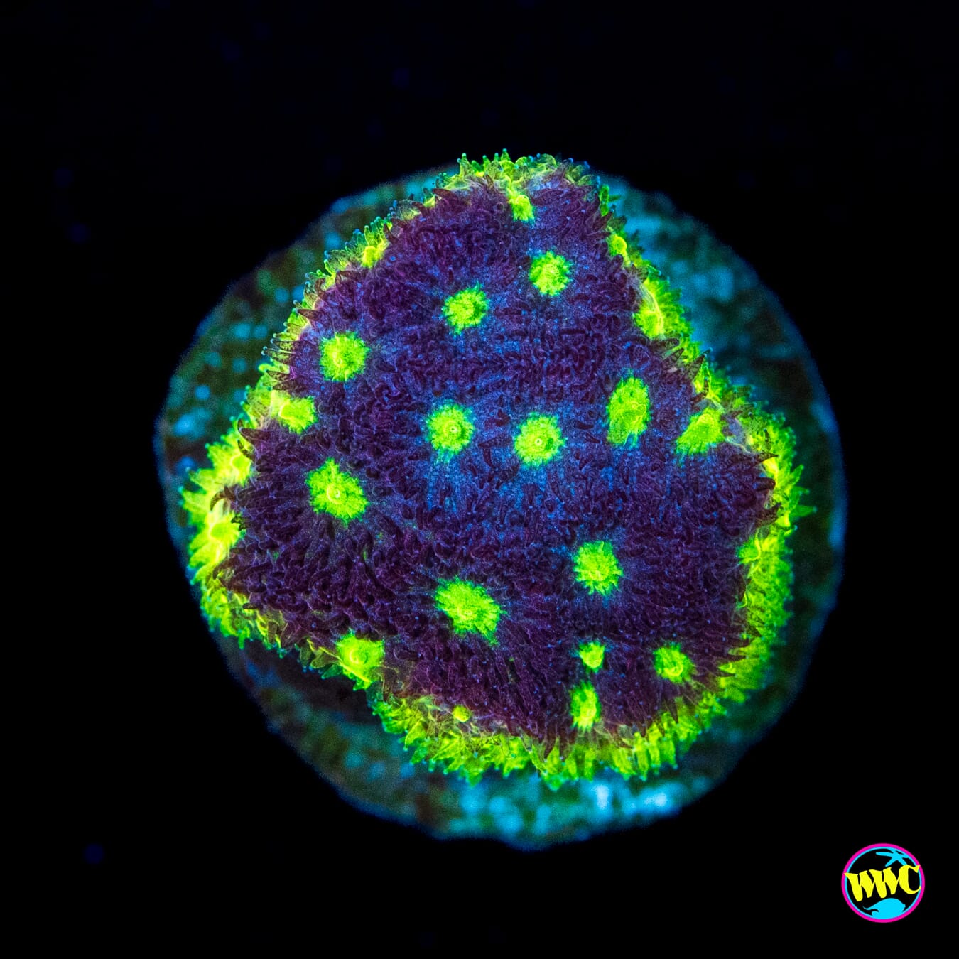 WWC Deep Space Psammocora - Actinic Photo