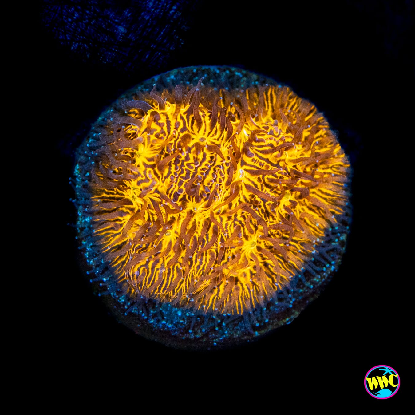 WWC 24K Lithophyllon - Actinic Photo