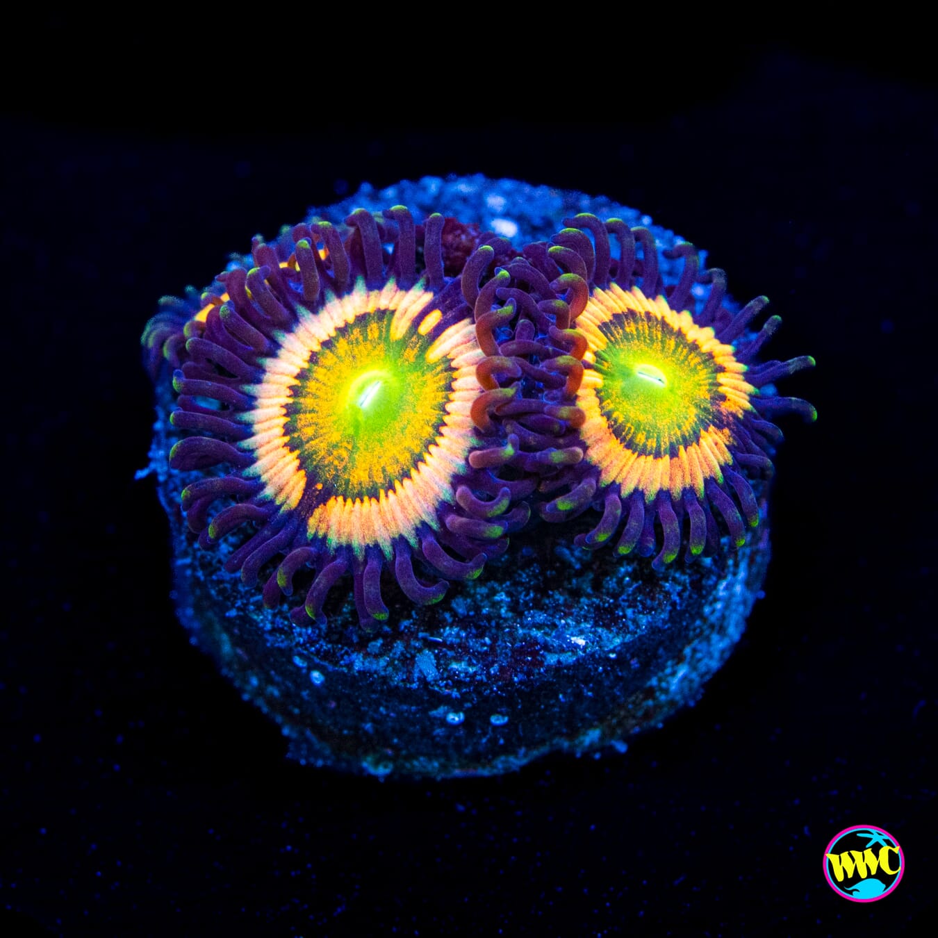 Citrus Cooler Zoanthids - Actinic Photo