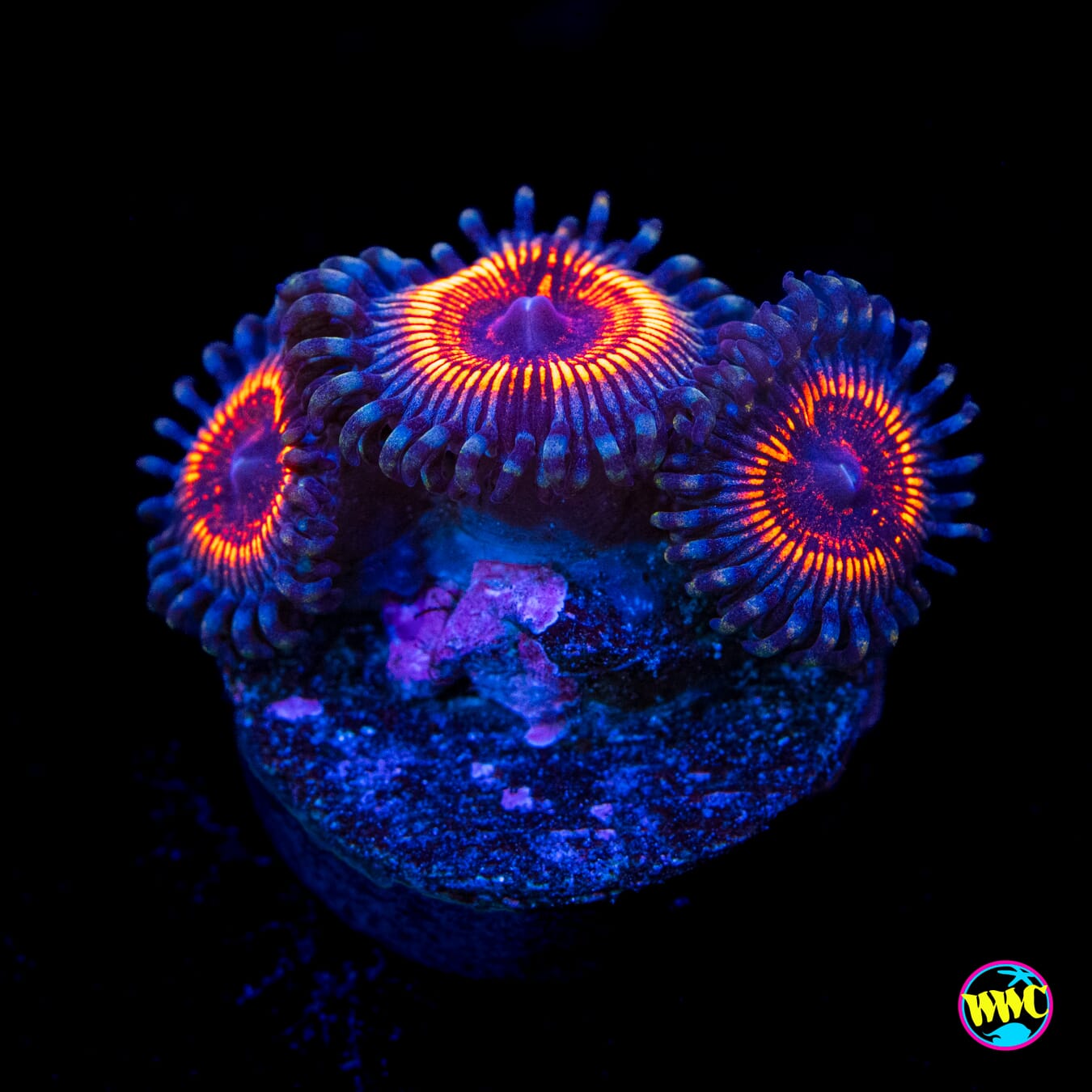 Armor of God Zoanthids - Actinic Photo