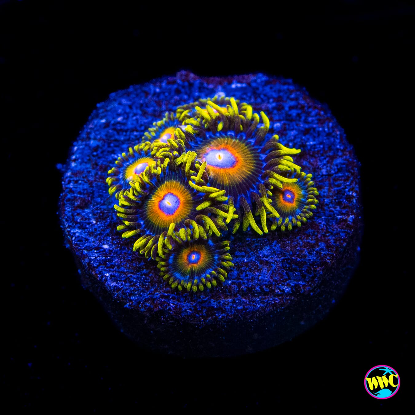 Super Saiyan Zoanthids - Actinic Photo