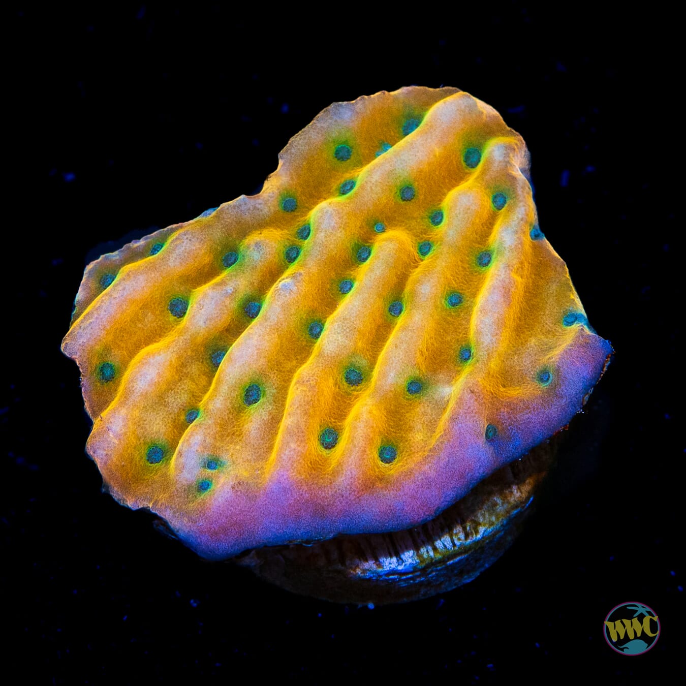 WWC Kung Pow Montipora - Daylight Photo