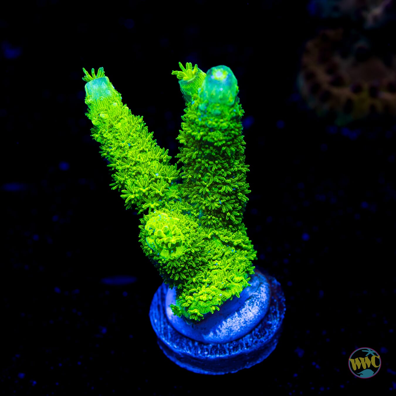 WWC Sloth Acropora - Daylight Photo