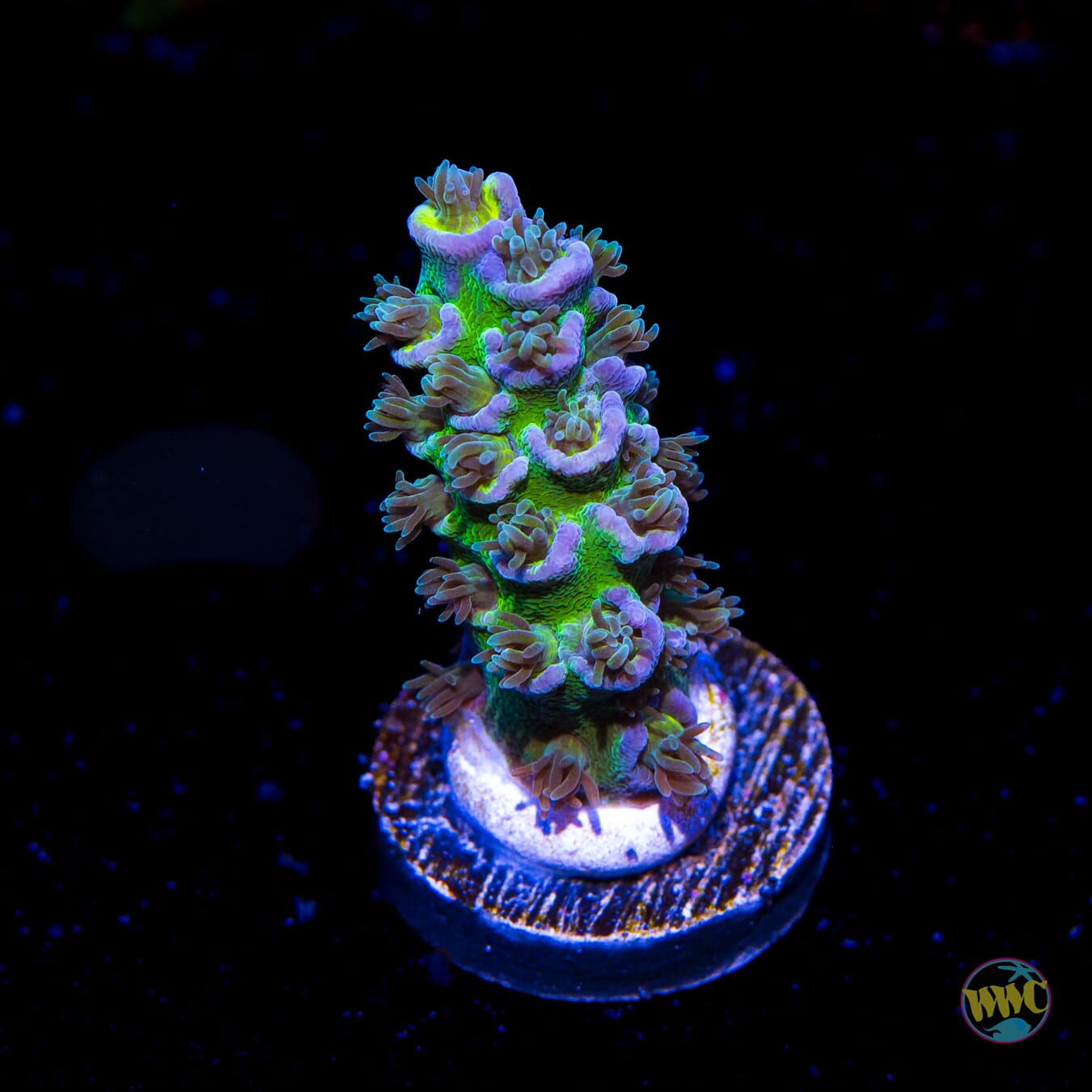 WWC New Frontier Tenuis Acropora - Daylight Photo