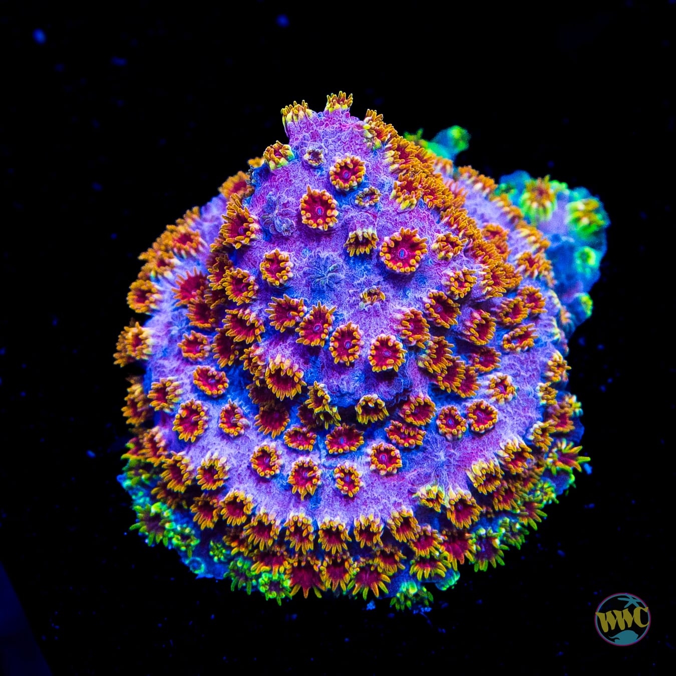 WWC Skittles Bomb Cyphastrea - Daylight Photo