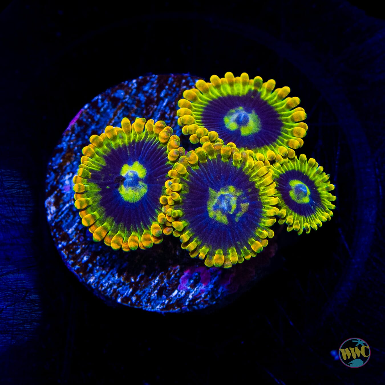 Yodaz Zoanthids - Daylight Photo