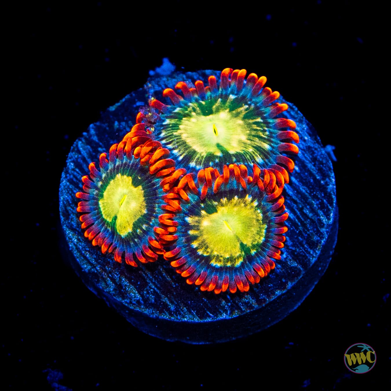 WWC Astral Shift Zoanthids - Daylight Photo