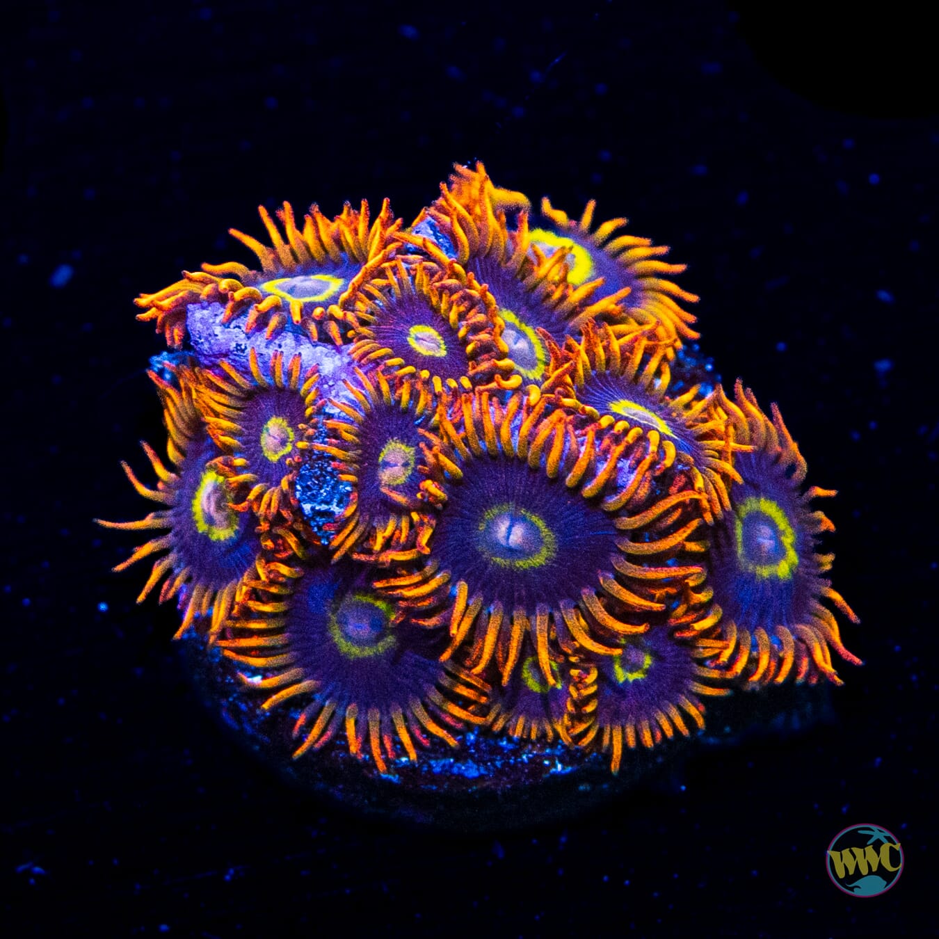 Rainbow Hornet Zoanthids - Daylight Photo