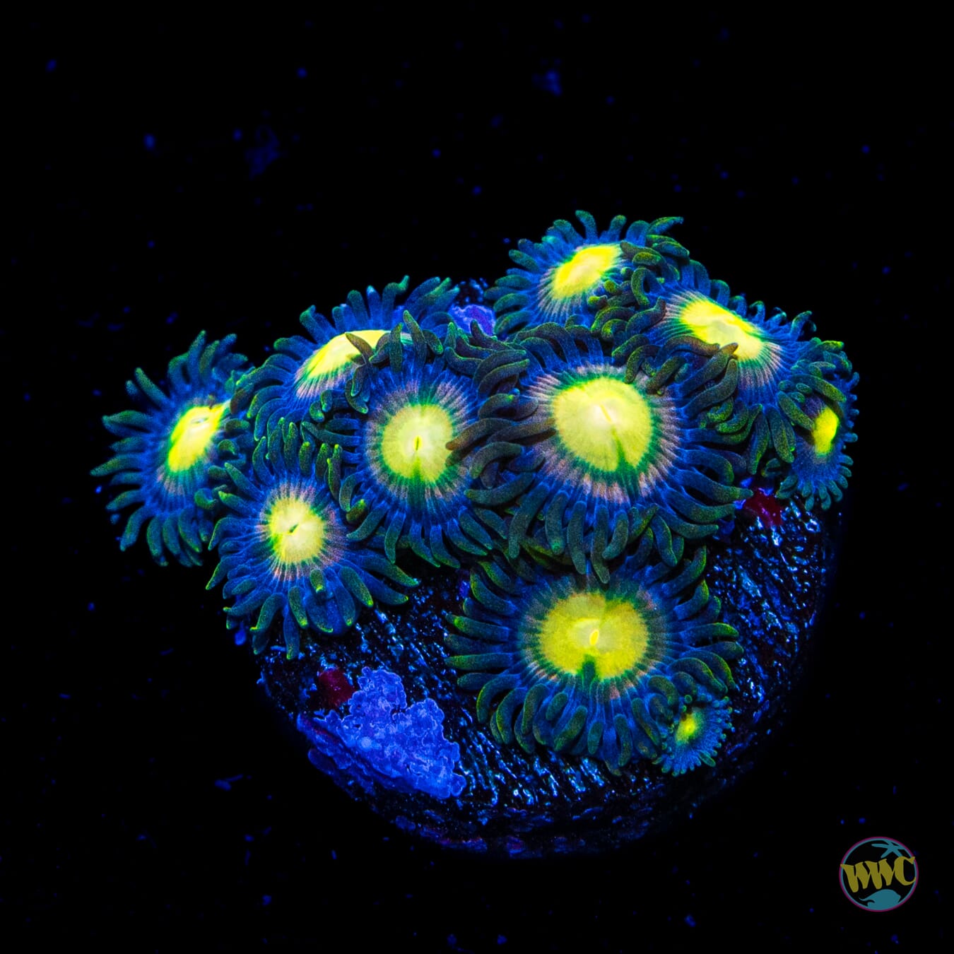 Pink Moon Zoanthids - Daylight Photo