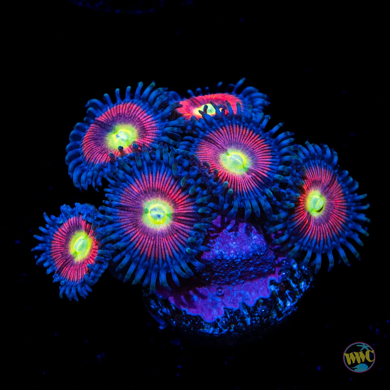 Peacock Pink Zoanthids - Daylight Photo