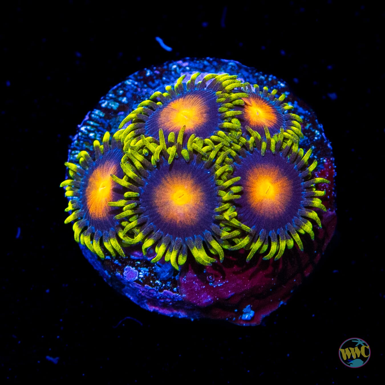 Yellow Brick Road Zoanthids - Daylight Photo