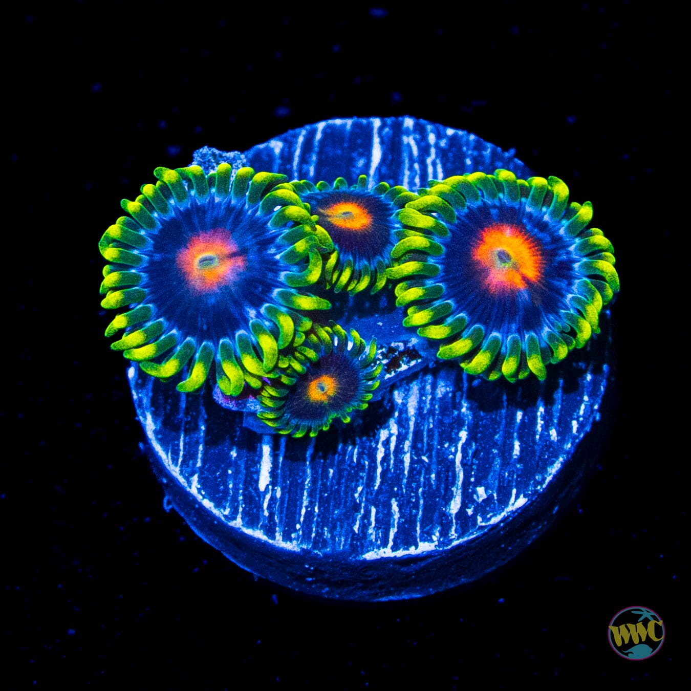 Ultimate Blow Pop Zoanthids - Daylight Photo