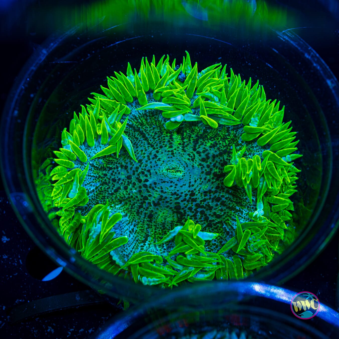 Limeade Flower Anemone - Actinic Photo