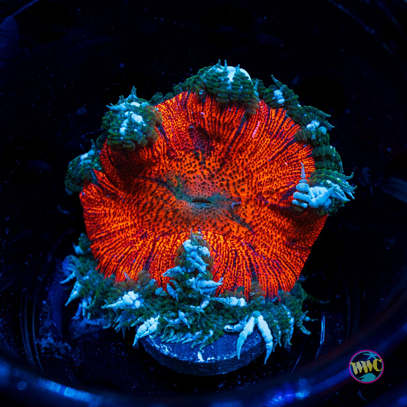 Forest Fire Flower Anemone - Actinic Photo