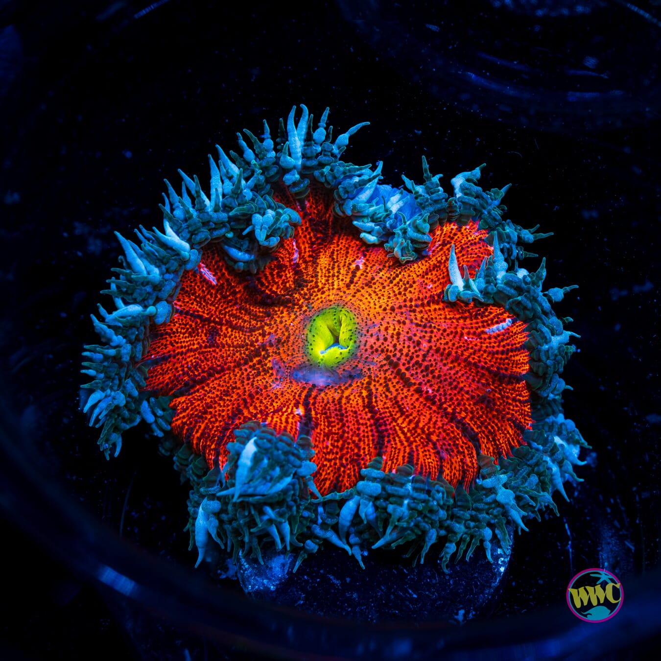 Lava Bomb Flower Anemone - Actinic Photo
