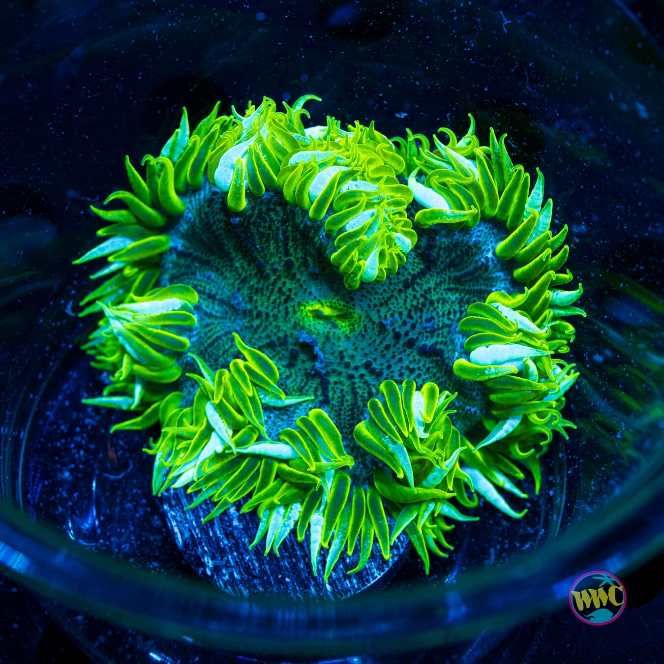 Lime Splash Flower Anemone - Actinic Photo