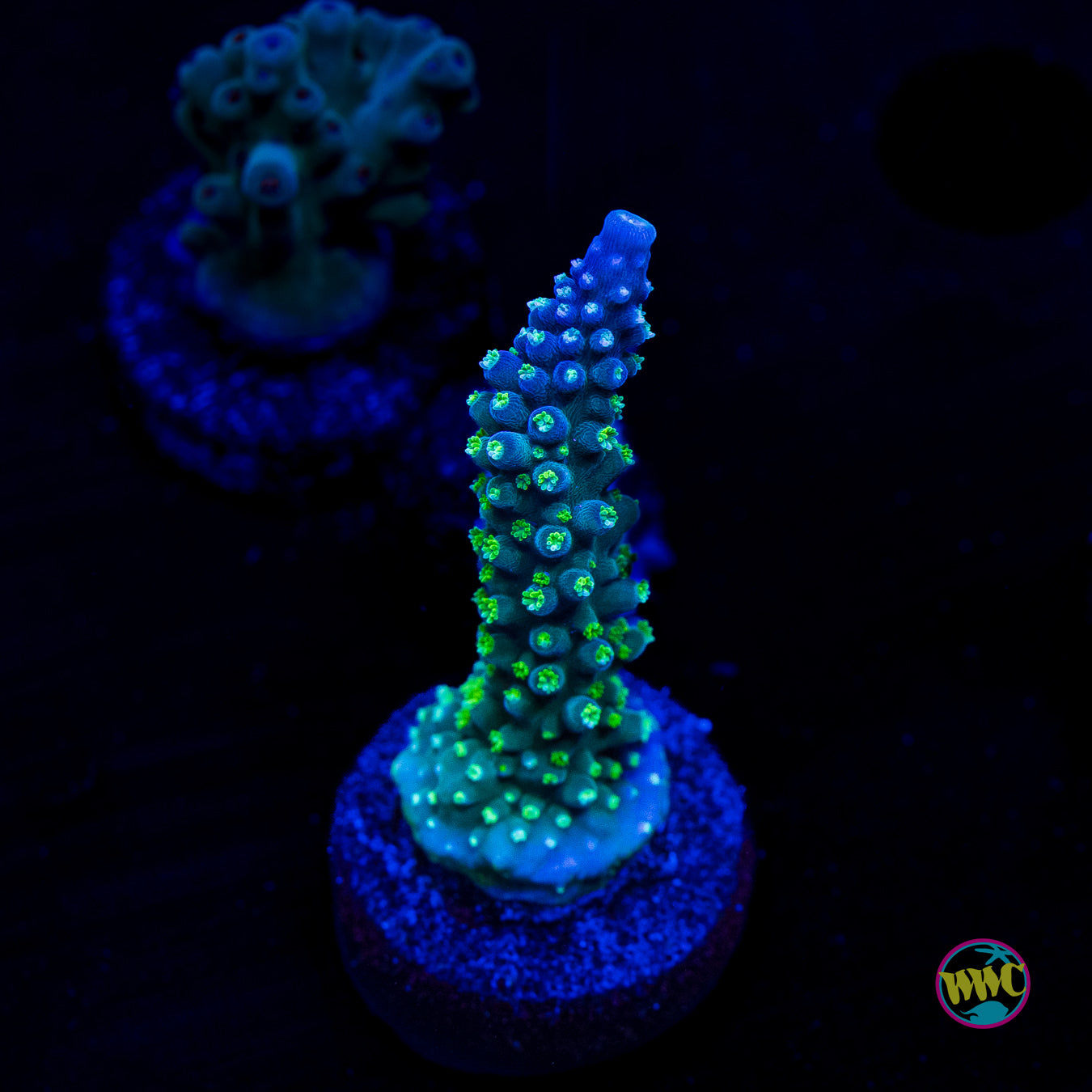 WWC Blue Lightning Stag Acropora