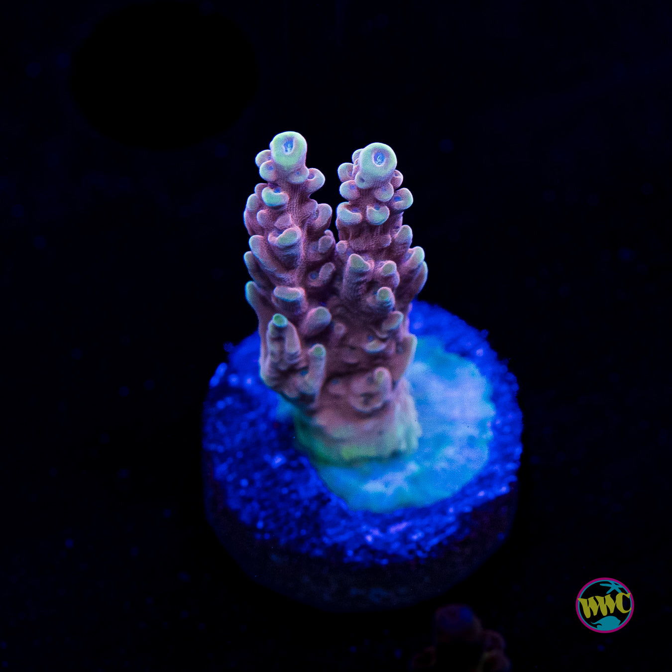 WWC Inner Planet Acropora