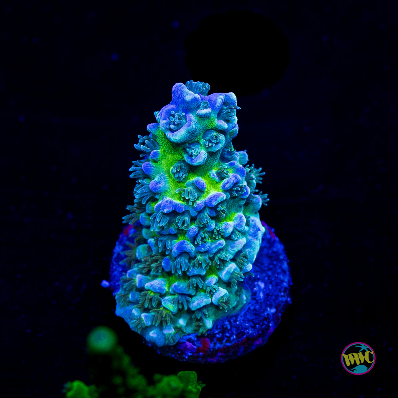 WWC New Frontier Tenuis Acropora