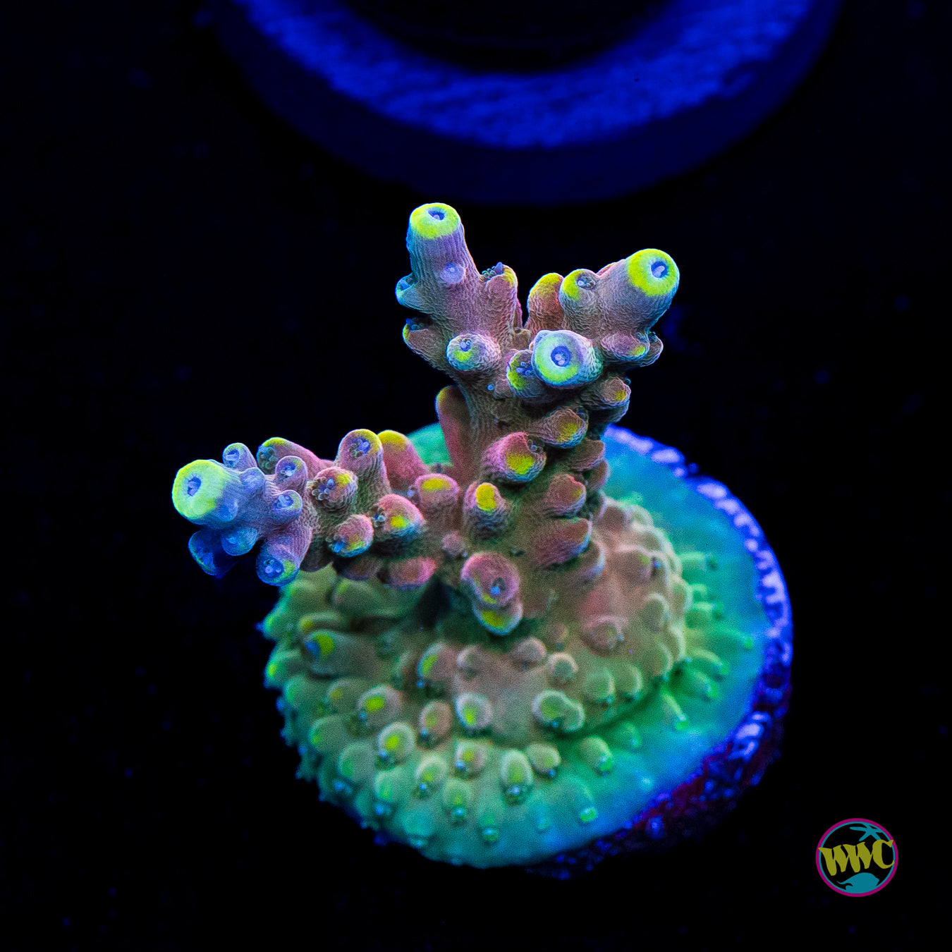 WWC Lady Liberty Acropora