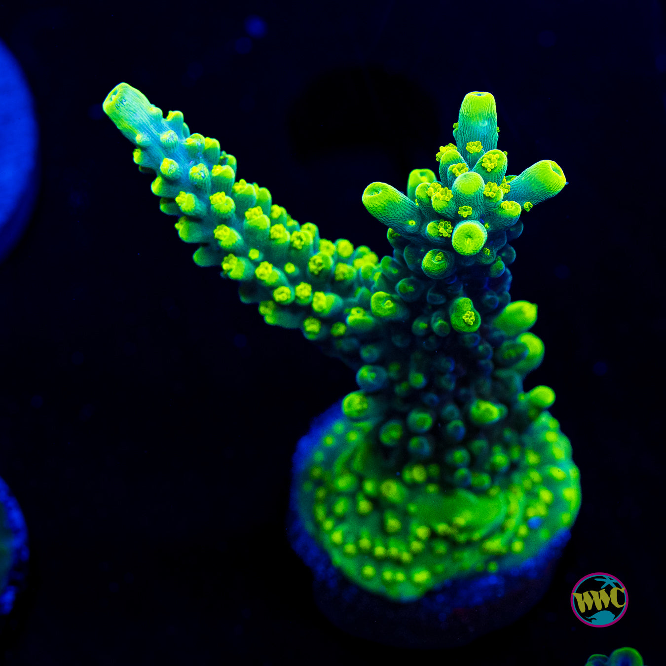 WWC Solomon Split Acropora